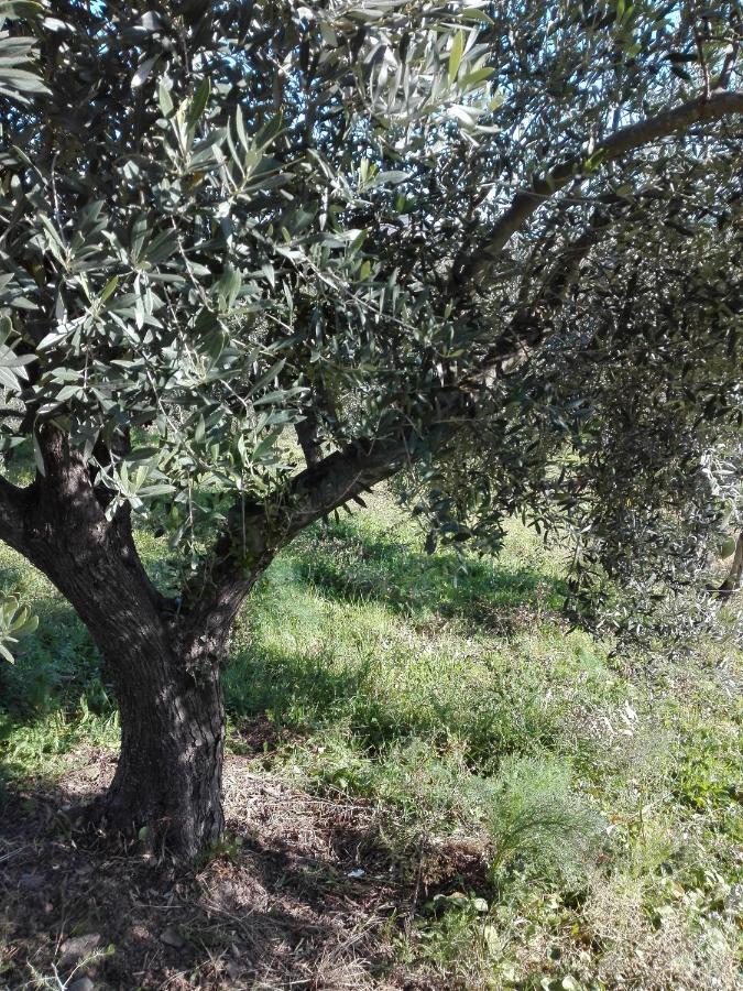 Agriturismo Cuccuru E Jana Pension Siniscola Buitenkant foto