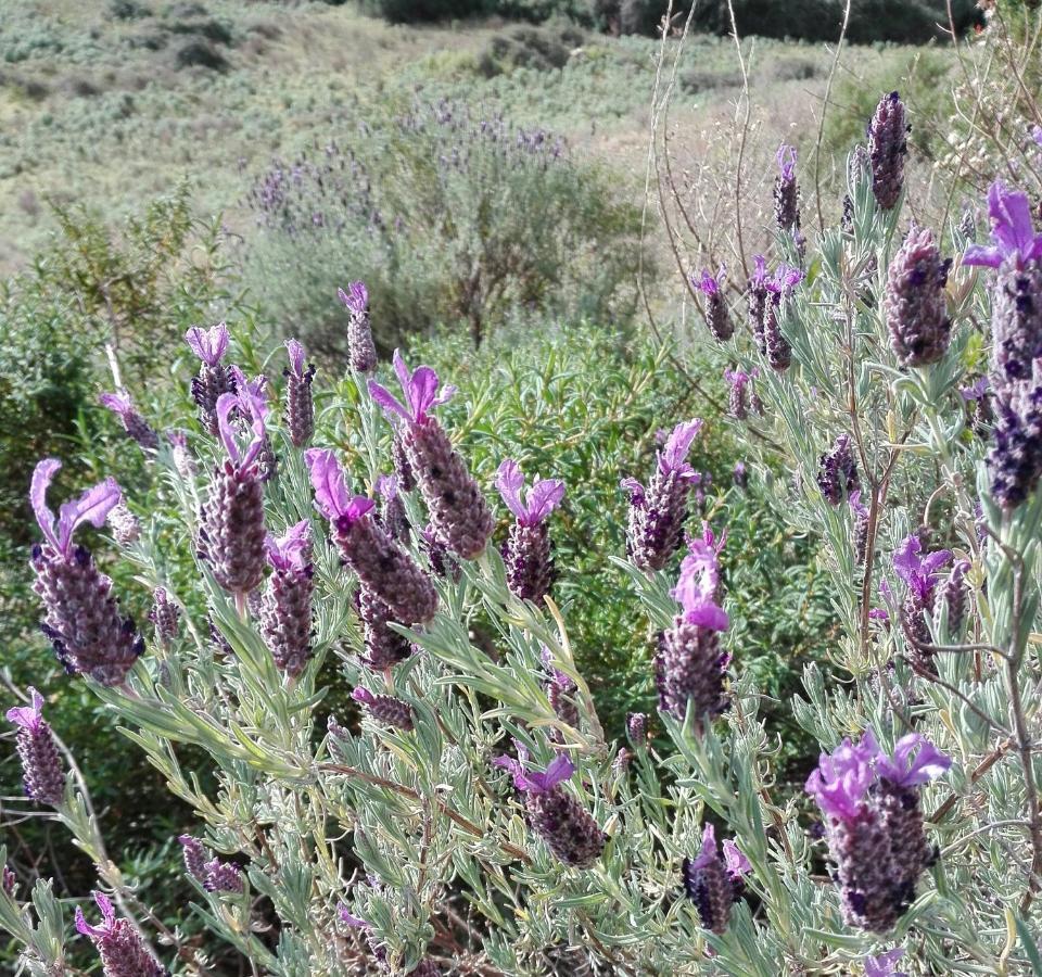 Agriturismo Cuccuru E Jana Pension Siniscola Buitenkant foto