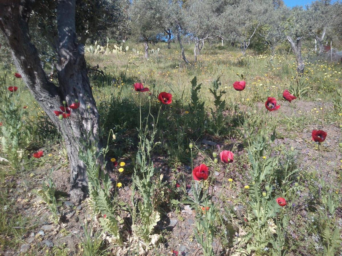 Agriturismo Cuccuru E Jana Pension Siniscola Buitenkant foto